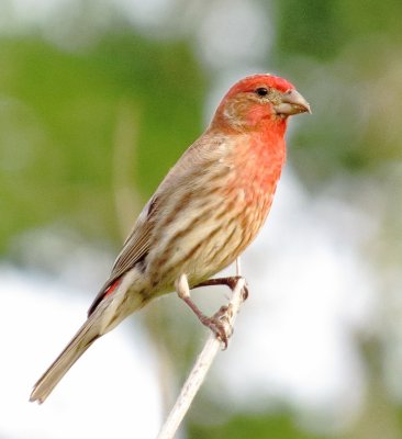 House Finch