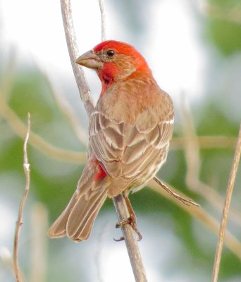 House Finch