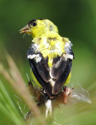 American Goldfinch