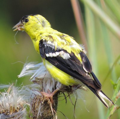 American Goldfinch