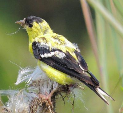 American Goldfinch