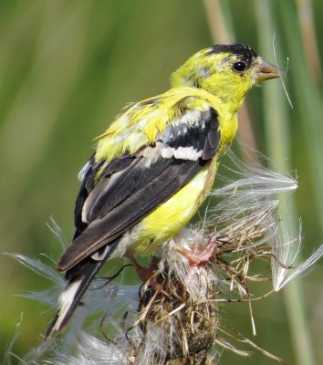 American Goldfinch
