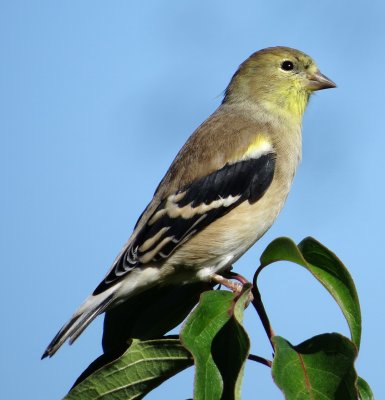 American Goldfinch