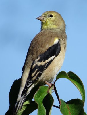 American Goldfinch