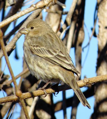 House Finch