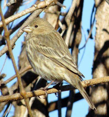 House Finch