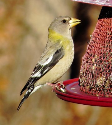 Evening Grosbeak