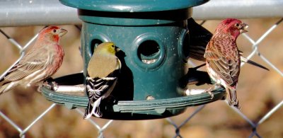 House Finch, American Goldfinch and Purple Finch