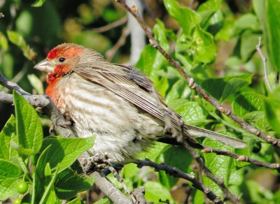 House Finch
