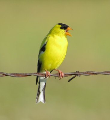 American Goldfinch