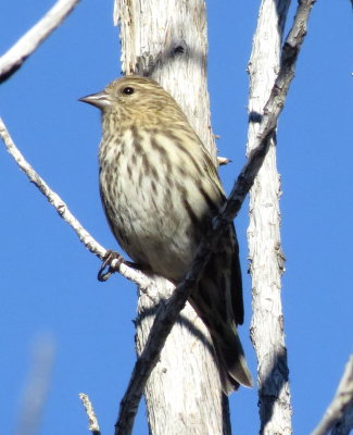 Pine Siskin