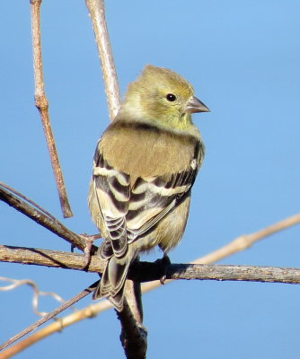 American Goldfinch
