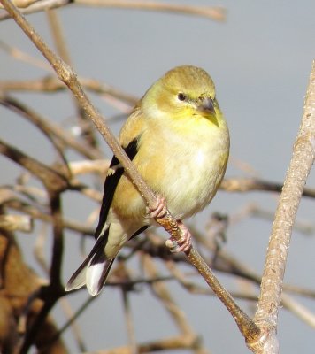 American Goldfinch