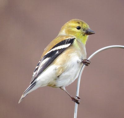 American Goldfinch