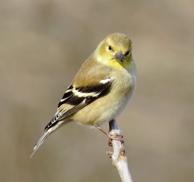 American Goldfinch