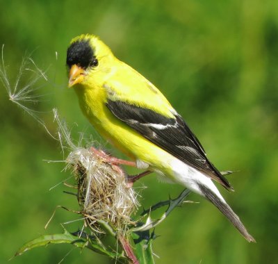 American Goldfinch