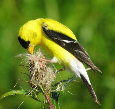 American Goldfinch
