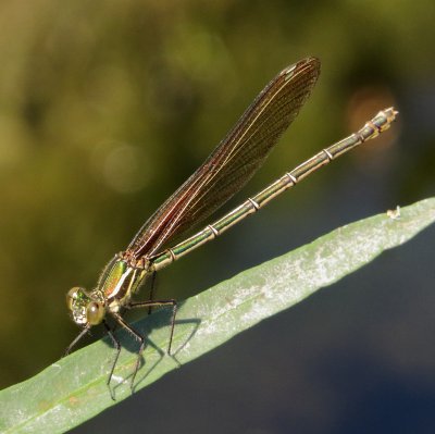 American Rubyspot