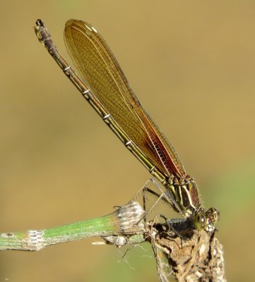 American Rubyspot