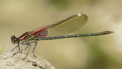 American Rubyspot