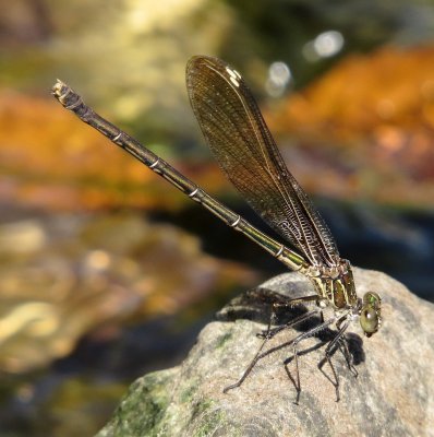 American Rubyspot