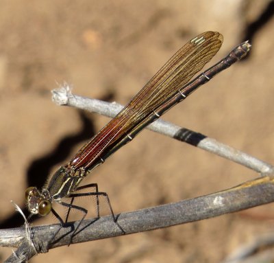 American Rubyspot