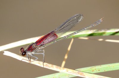 American rubyspot
