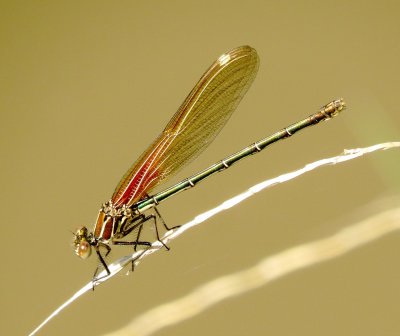 American rubyspot