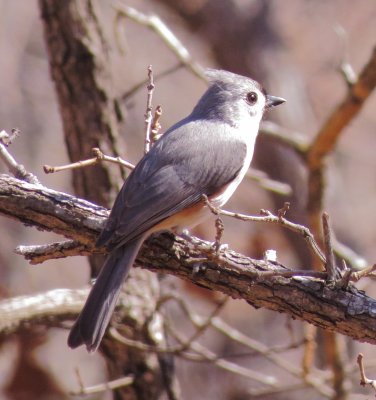 Tufted Titmouse