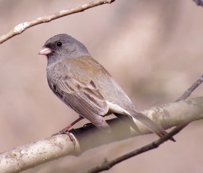 Dark-Eyed Junco