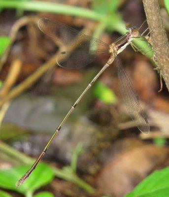 Slender Spreadwing