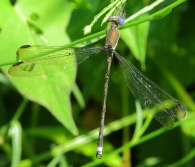Great Spreadwing