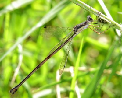 Slender Spreadwing