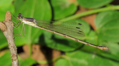 Lestes Species