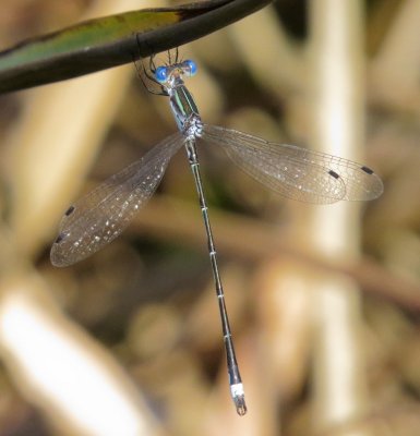 Southern Spreadwing