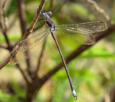 Great Spreadwing