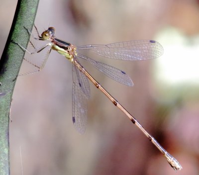Slender Spreadwing
