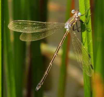 Amber-Winged Spreadwing