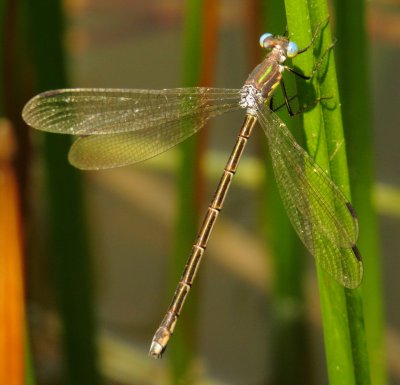 Amber-Winged Spreadwing