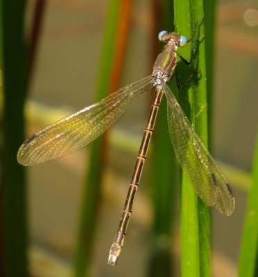Amber-Winged Spreadwing