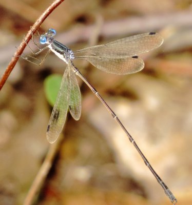 Slender Spreadwing