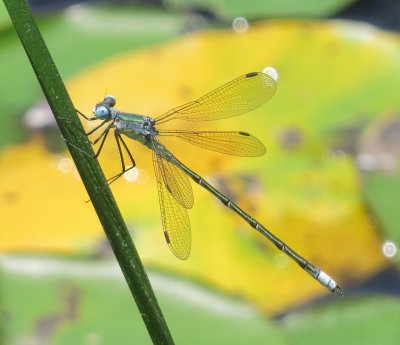 Amber-Winged Spreadwing