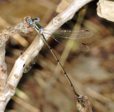 Slender Spreadwing