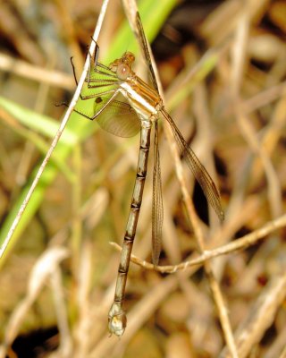 Great Spreadwing
