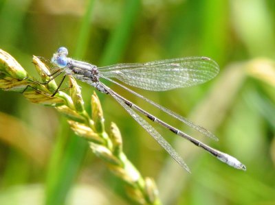 Spotted Spreadwing
