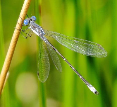 Spotted Spreadwing