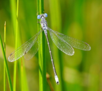 Spotted Spreadwing