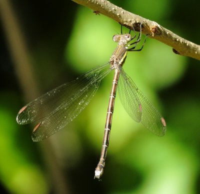 Great Spreadwing