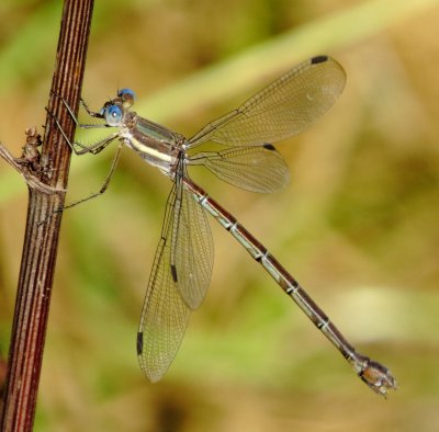 Great Spreadwing