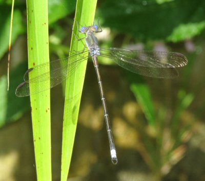 Great Spreadwing